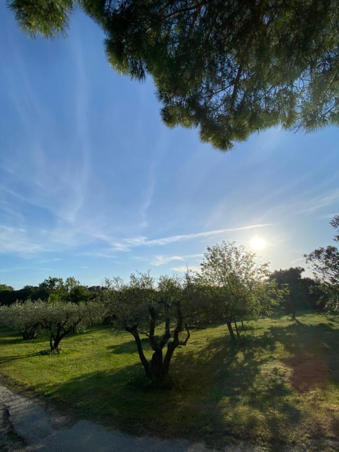 Studio Climatise Dans Un Ancien Domaine Viticole Montpellier Eksteriør billede